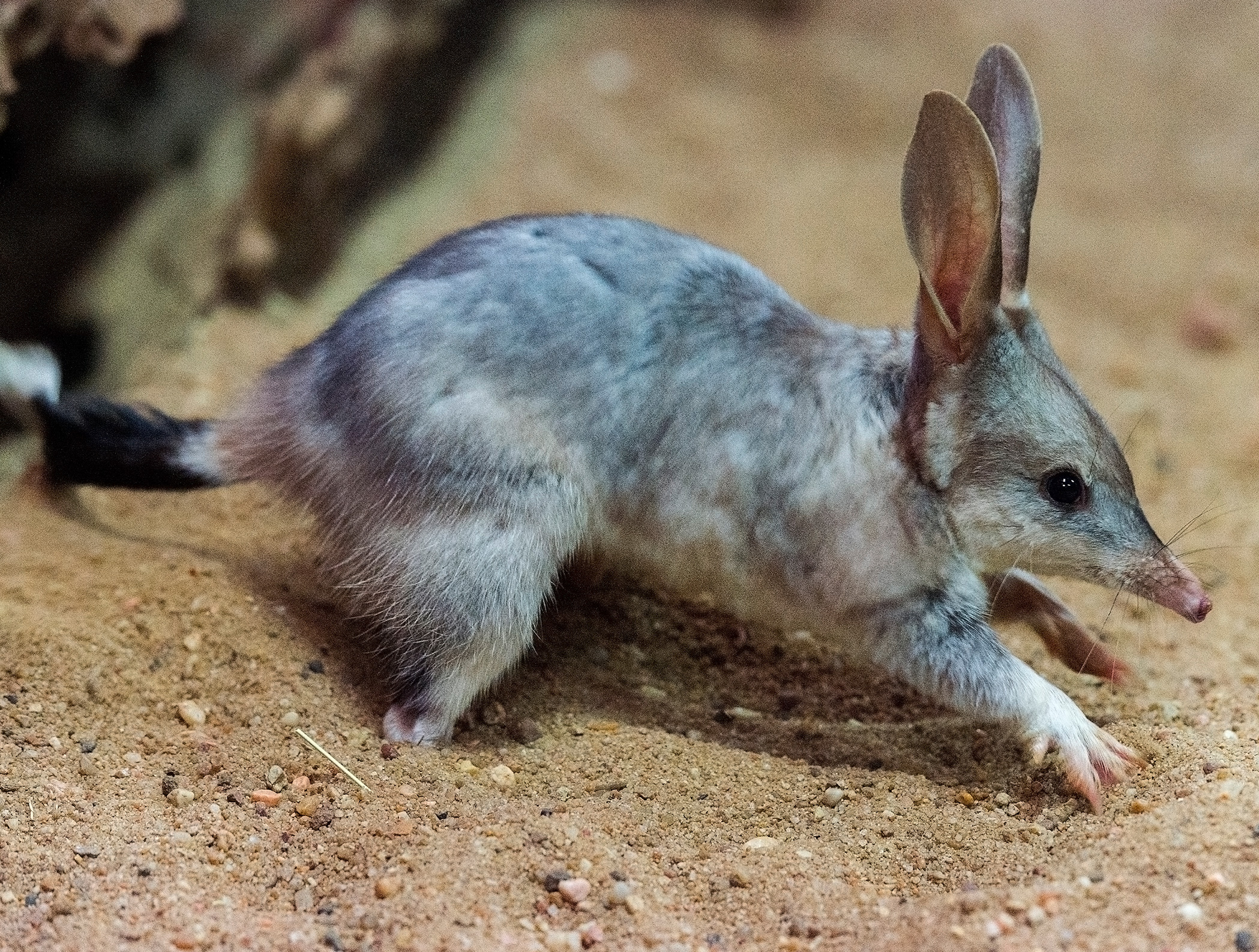 About Bilbies – Save the Bilby Fund